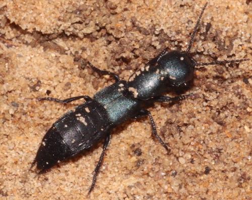 Ocypus ophthalmicus